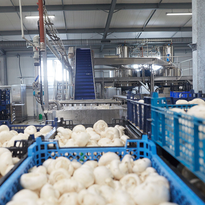 przetwórnia pieczarek śląsk